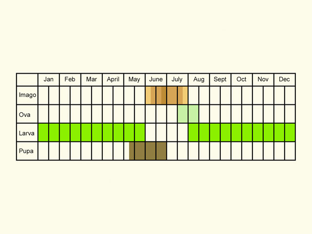  Life stages table Copyright Martin Evans 