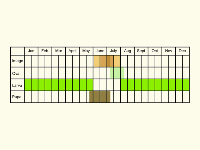  Life stages table Copyright Martin Evans 