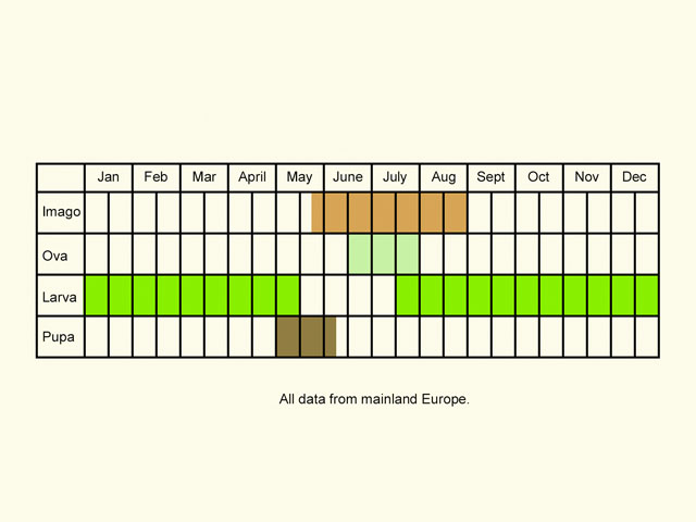  Life stages table Copyright Martin Evans 