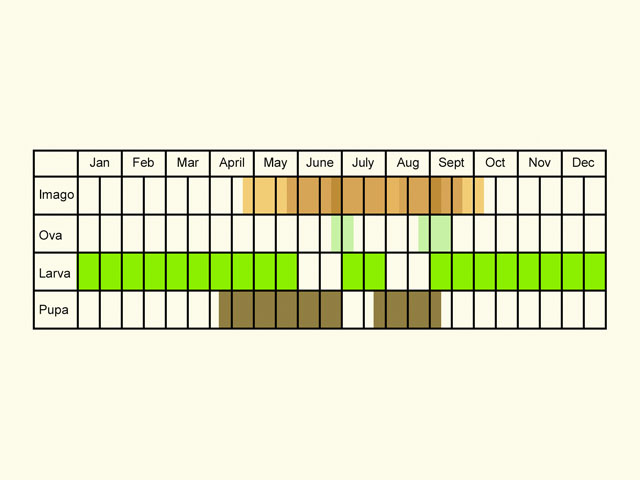  Life stages table Copyright Martin Evans 