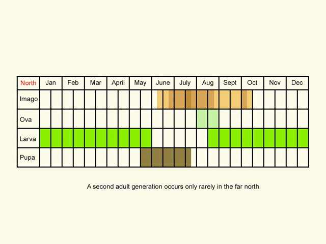  Life stages table Copyright Martin Evans 