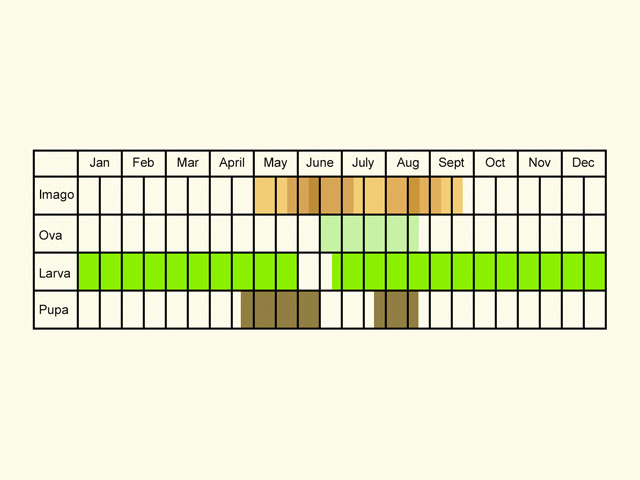  Life stages table Copyright Martin Evans 