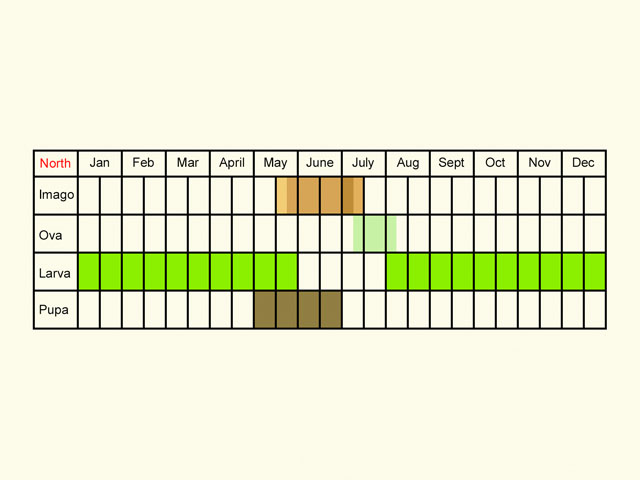  Life stages table Copyright Martin Evans 