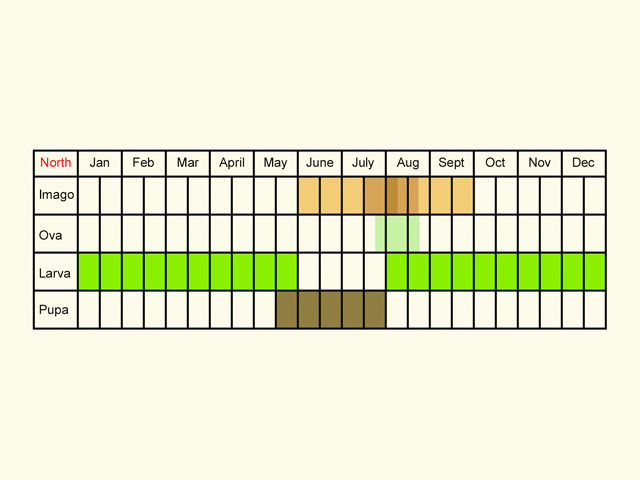 Life stages table Copyright Martin Evans 