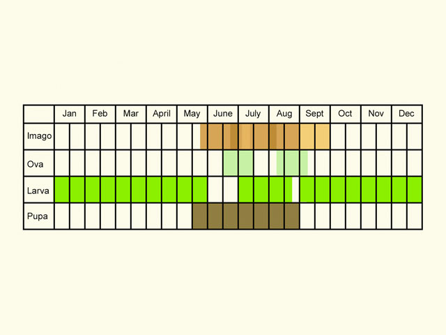  Life stages table Copyright Martin Evans 