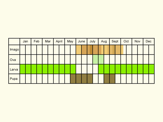  Life stages table Copyright Martin Evans 