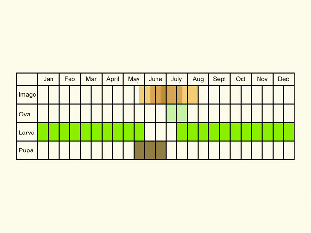  Life stages table Copyright Martin Evans 