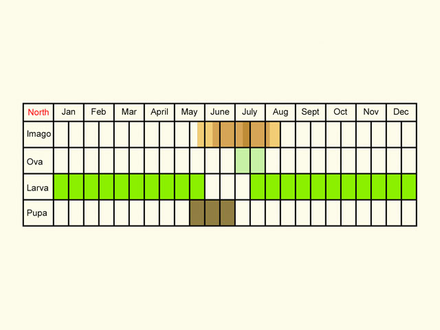  Life stages table Copyright Martin Evans 