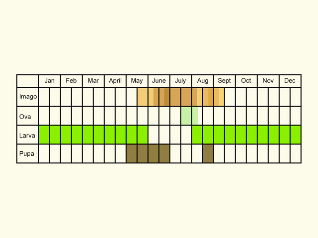  Life stages table Copyright Martin Evans 