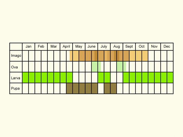  Life stages table Copyright Martin Evans 
