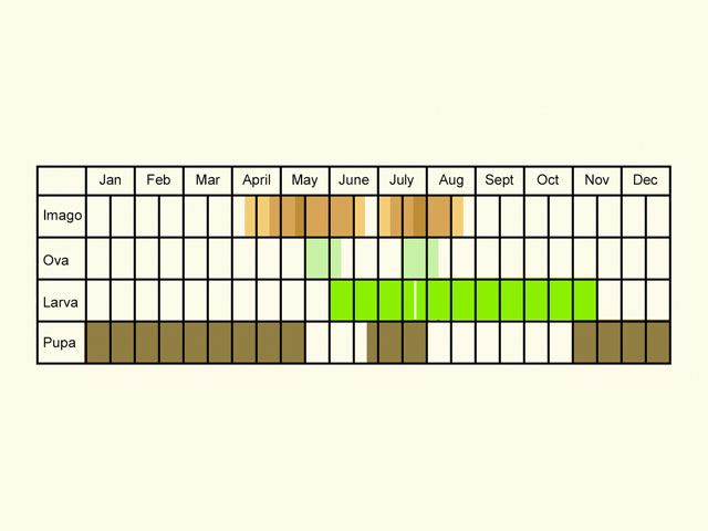  Life stages table Copyright Martin Evans 