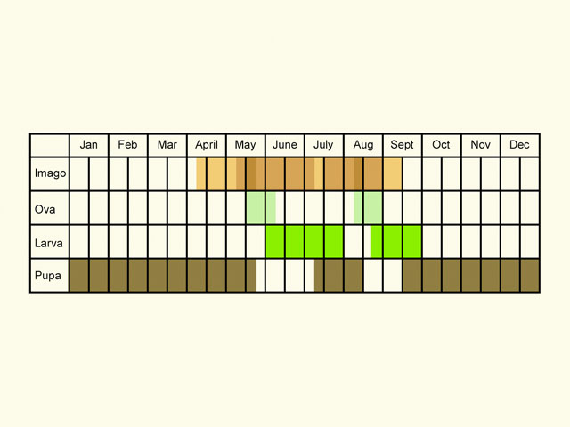  Life stages table Copyright Martin Evans 