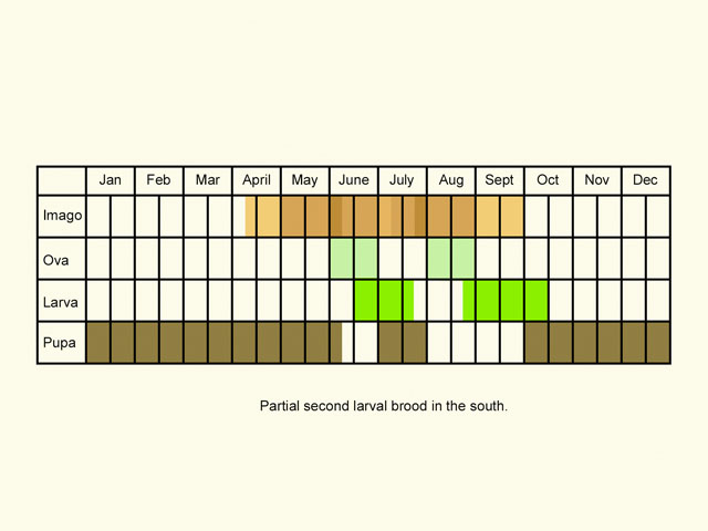  Life stages table Copyright Martin Evans 
