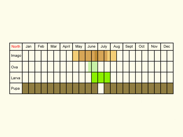 Life stages table Copyright Martin Evans 