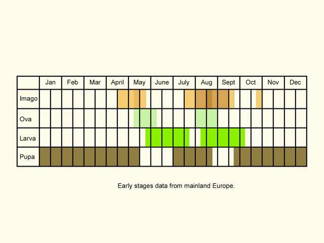  Life stages table Copyright Martin Evans 