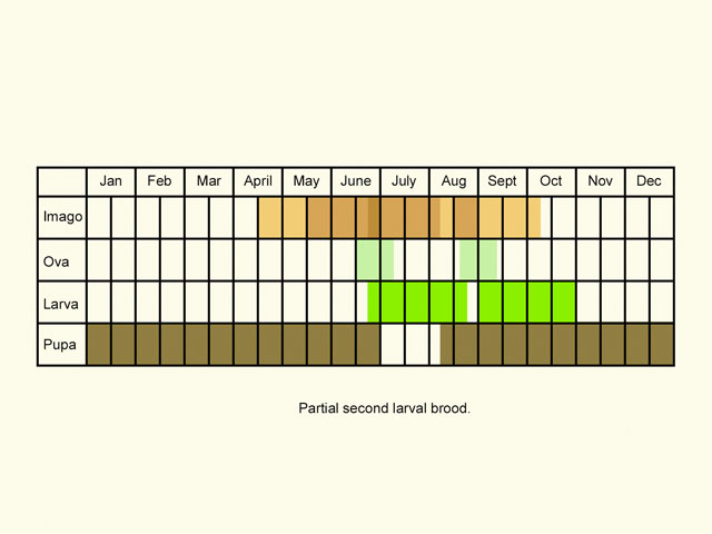  Life stages table Copyright Martin Evans 