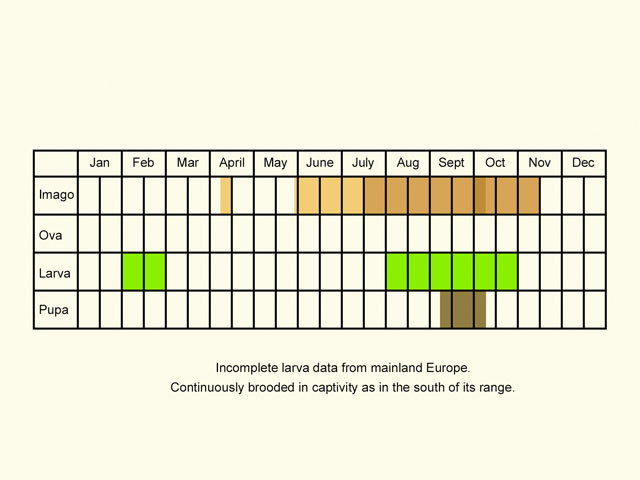 Life stages table Copyright Martin Evans 