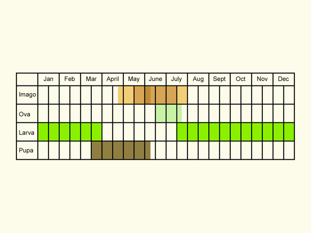  Life stages table Copyright Martin Evans 