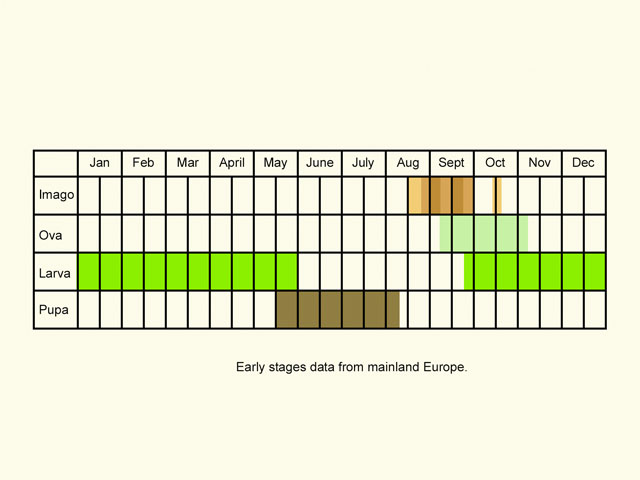  Life stages table Copyright Martin Evans 
