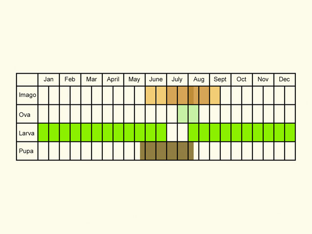  Life stages table Copyright Martin Evans 