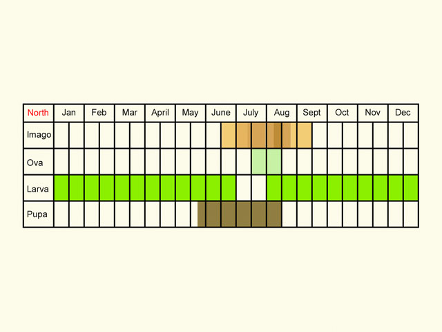  Life stages table Copyright Martin Evans 