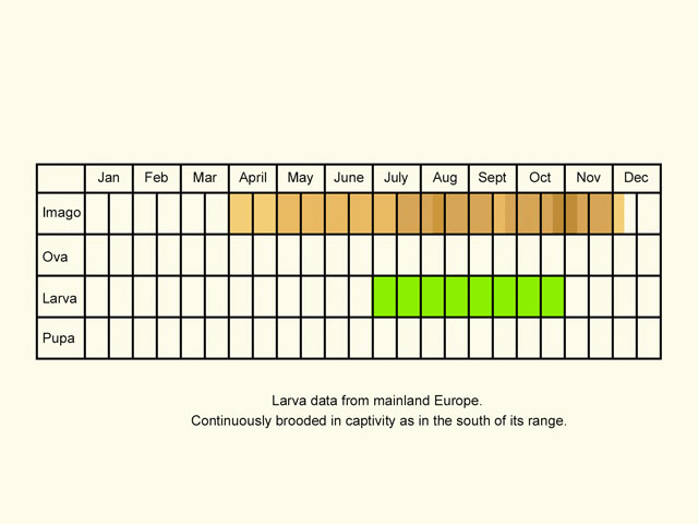  Life stages table Copyright Martin Evans 