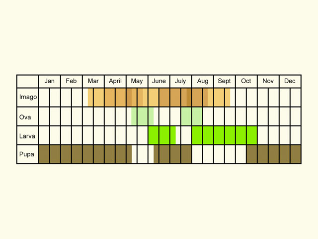  Life stages table Copyright Martin Evans 