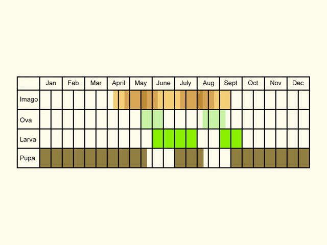  Life stages table Copyright Martin Evans 