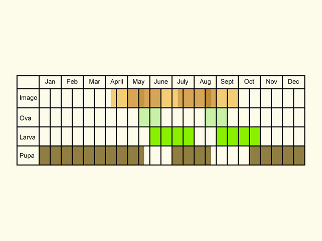 Life stages table Copyright Martin Evans 