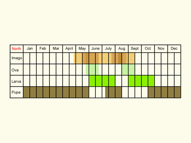  Life stages table Copyright Martin Evans 