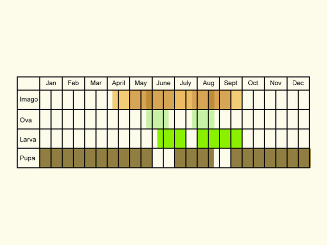  Life stages table Copyright Martin Evans 