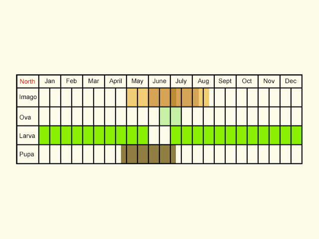  Life stages table Copyright Martin Evans 