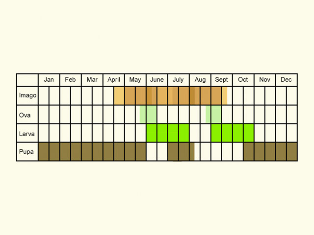  Life stages table Copyright Martin Evans 