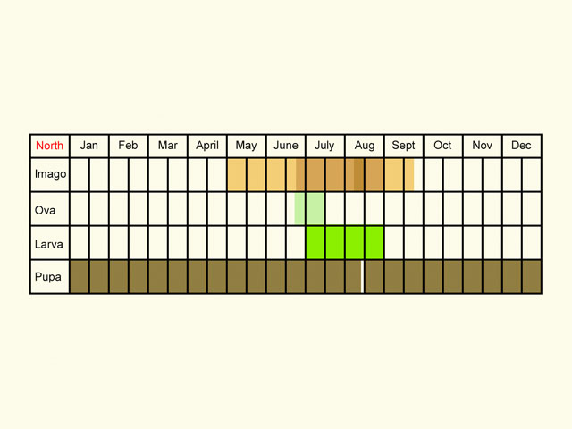  Life stages table Copyright Martin Evans 