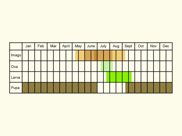  Life stages table Copyright Martin Evans 