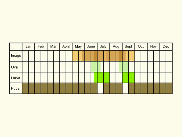  Life stages table Copyright Martin Evans 