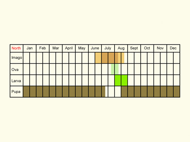  Life stages table Copyright Martin Evans 