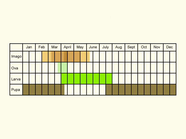  Life stages table Copyright Martin Evans 
