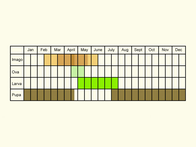  Life stages table Copyright Martin Evans 