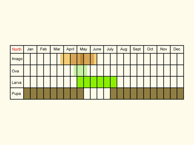  Life stages table Copyright Martin Evans 