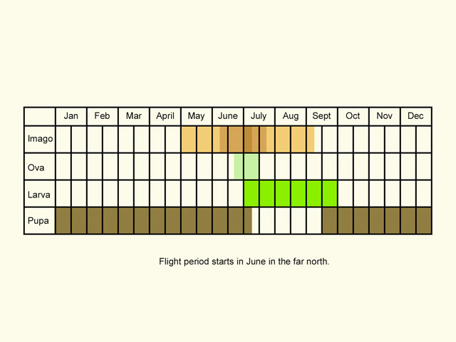  Life stages table Copyright Martin Evans 