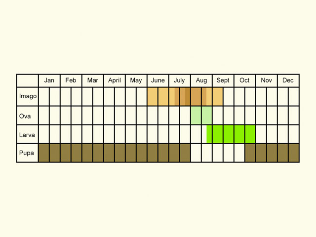  Life stages table Copyright Martin Evans 