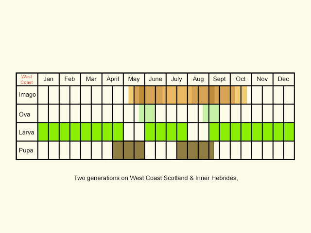  Life stages table Copyright Martin Evans 