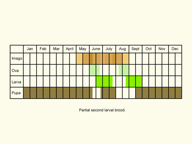  Life stages table Copyright Martin Evans 