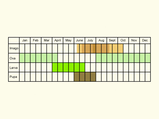  Life stages table Copyright Martin Evans 