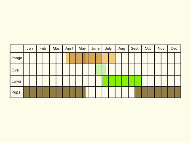  Life stages table Copyright Martin Evans 
