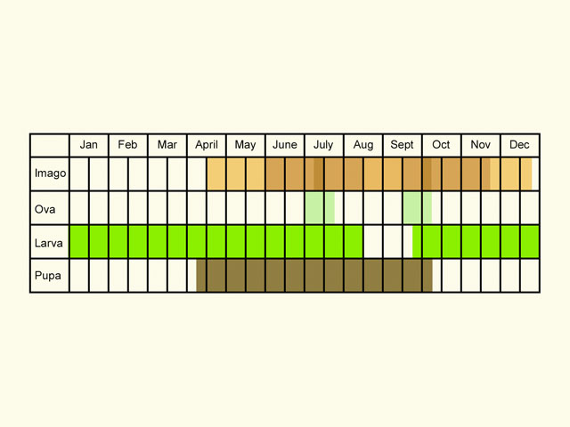  Life stages table Copyright Martin Evans 