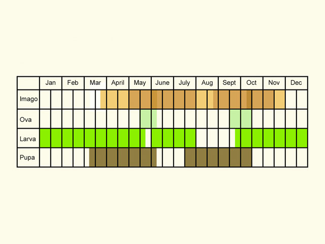  Life stages table Copyright Martin Evans 