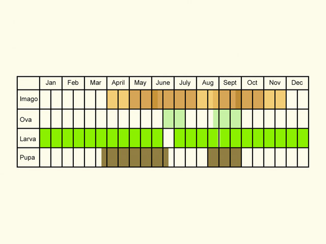  Life stages table Copyright Martin Evans 