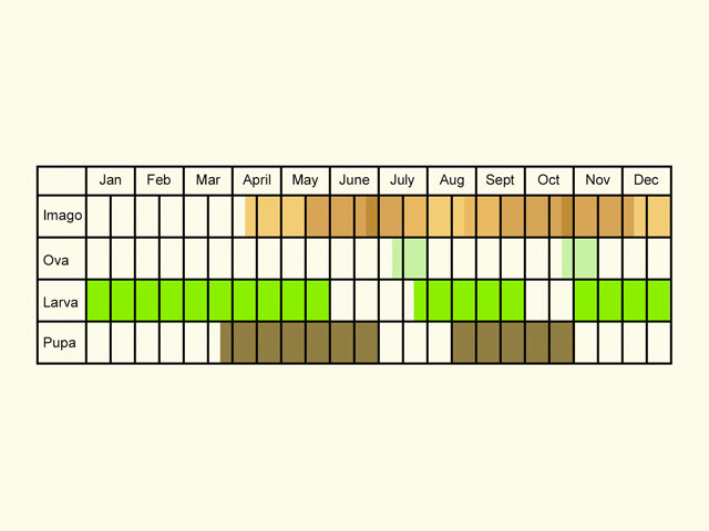  Life stages table Copyright Martin Evans 